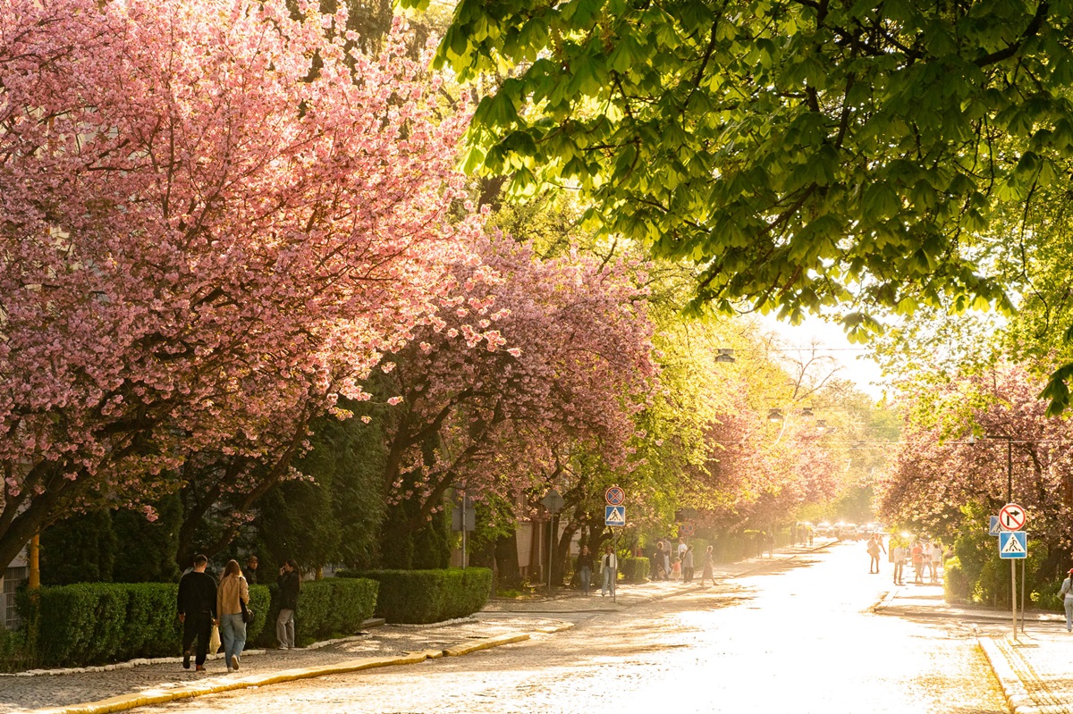 В Ужгороді почався пік цвітіння сакур