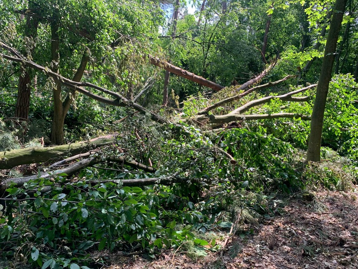 Буревій знищив понад 700 га лісу на Рівненщині