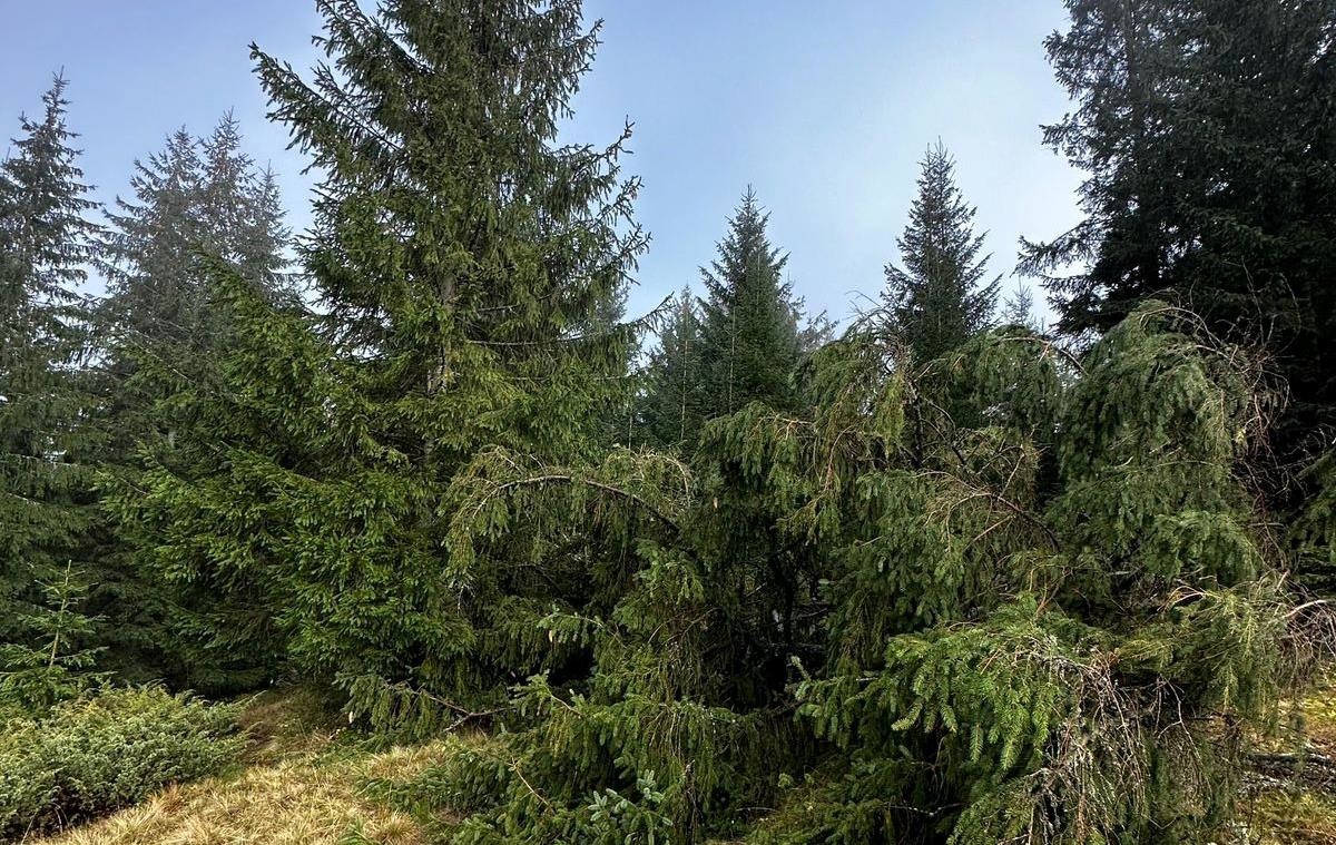 Новини України - Лісничому загрожує до п’яти років за вирубку дерев у заповіднику