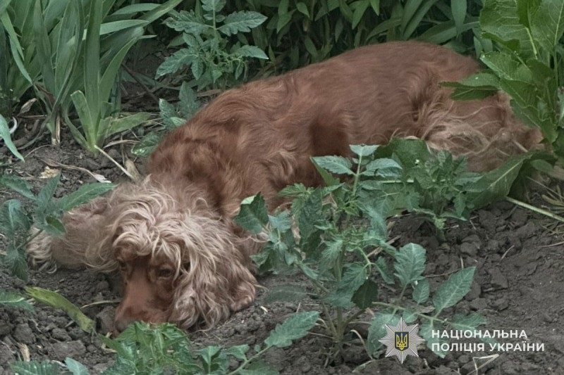 У Тернополі викинули собаку з восьмого поверху: відкрито провадження