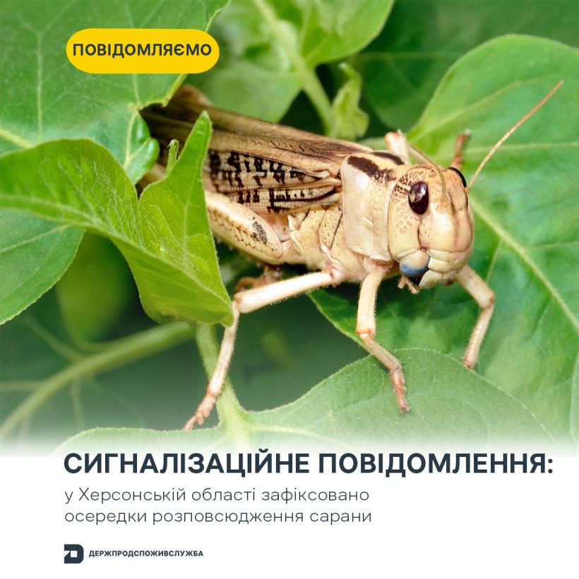 Злісні вегетаріанці: на Херсонщині виявили нашестя сарани