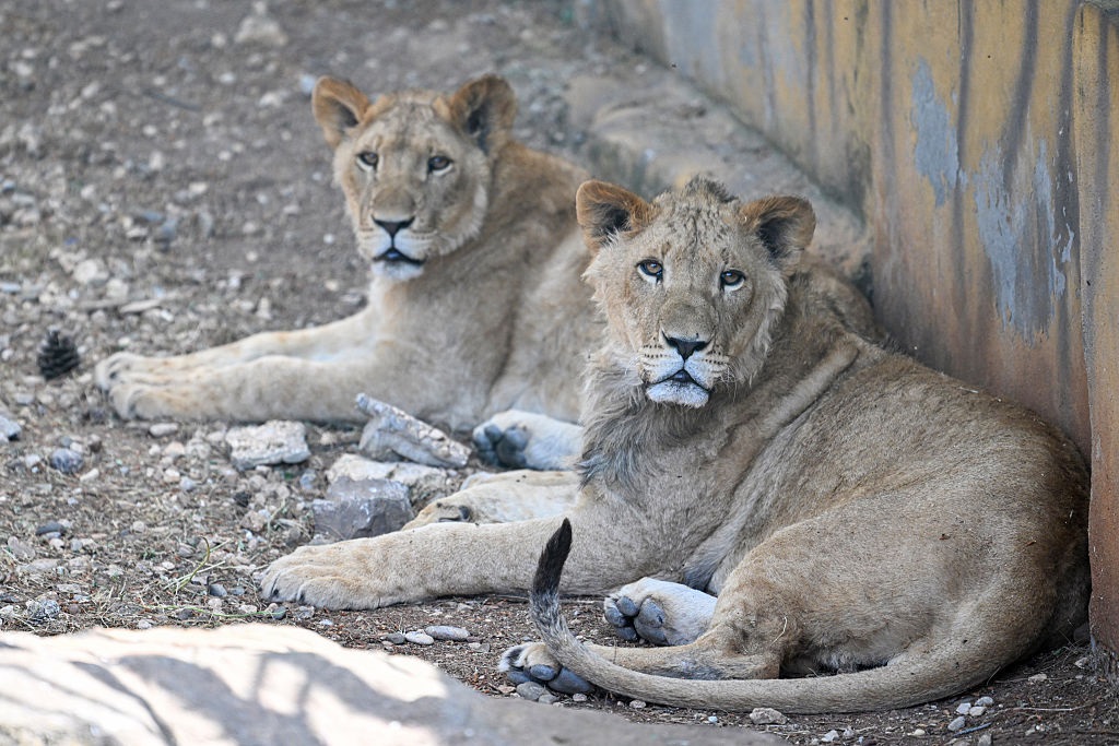 Лев утік із зоопарку в Туреччині й напав на чоловіка
