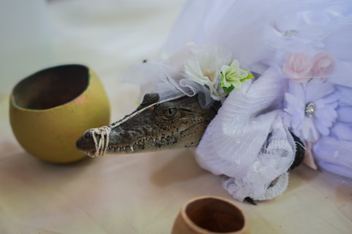 У Мексиці мер одружився з кайманом