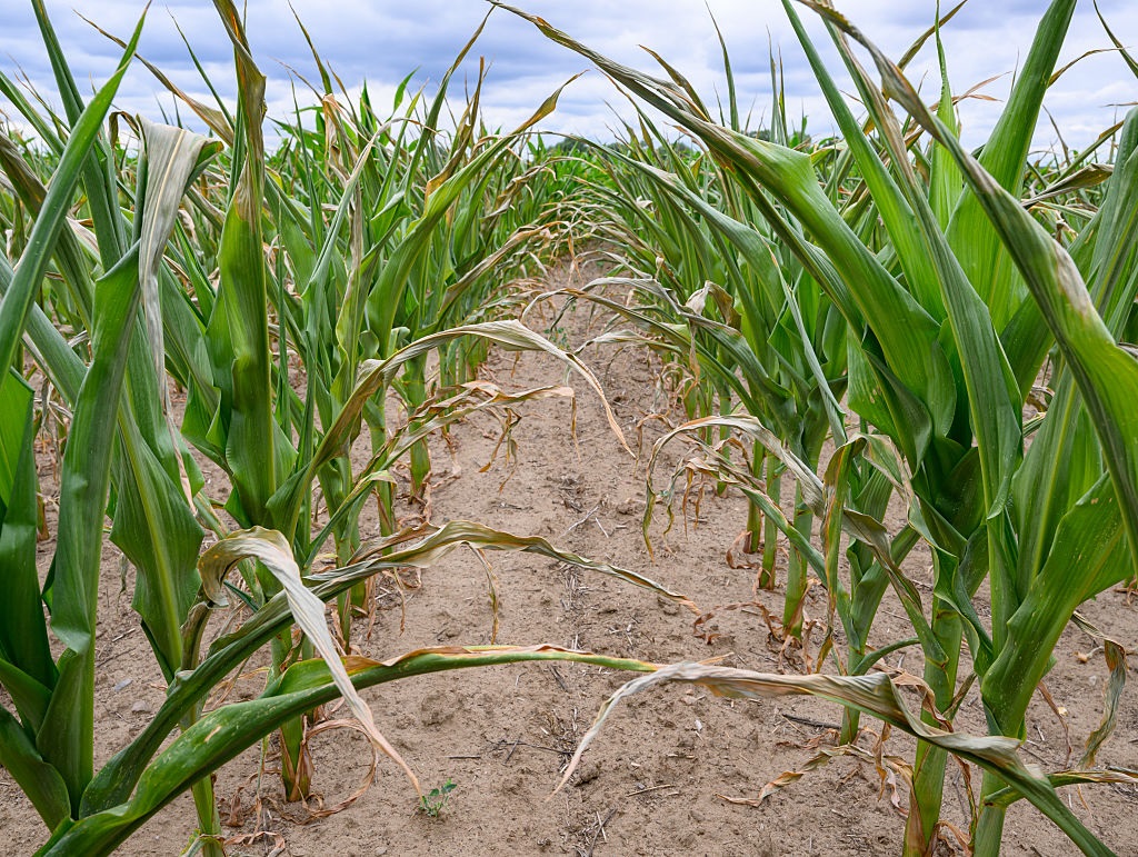 Посуха знищила урожай кукурудзи і соняшника на Миколаївщині – Кім