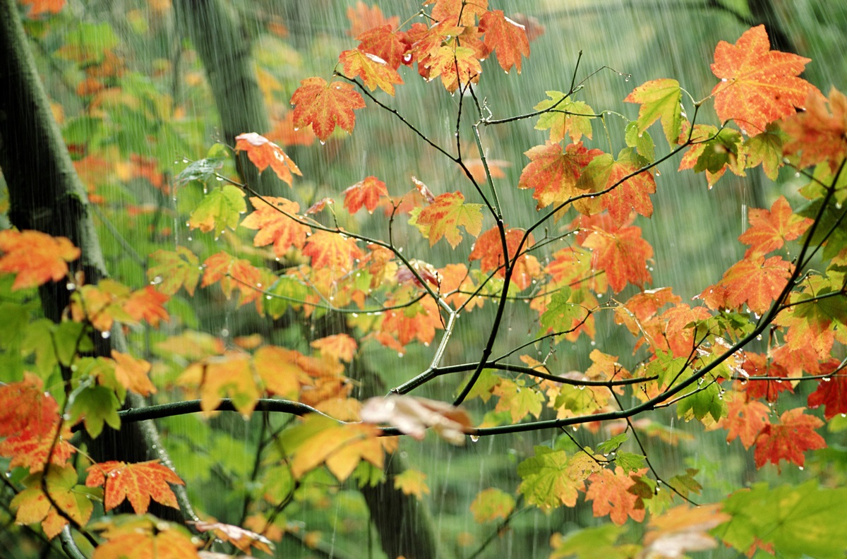 Дощі та грози, з потеплінням до +20°: погода на вихідні