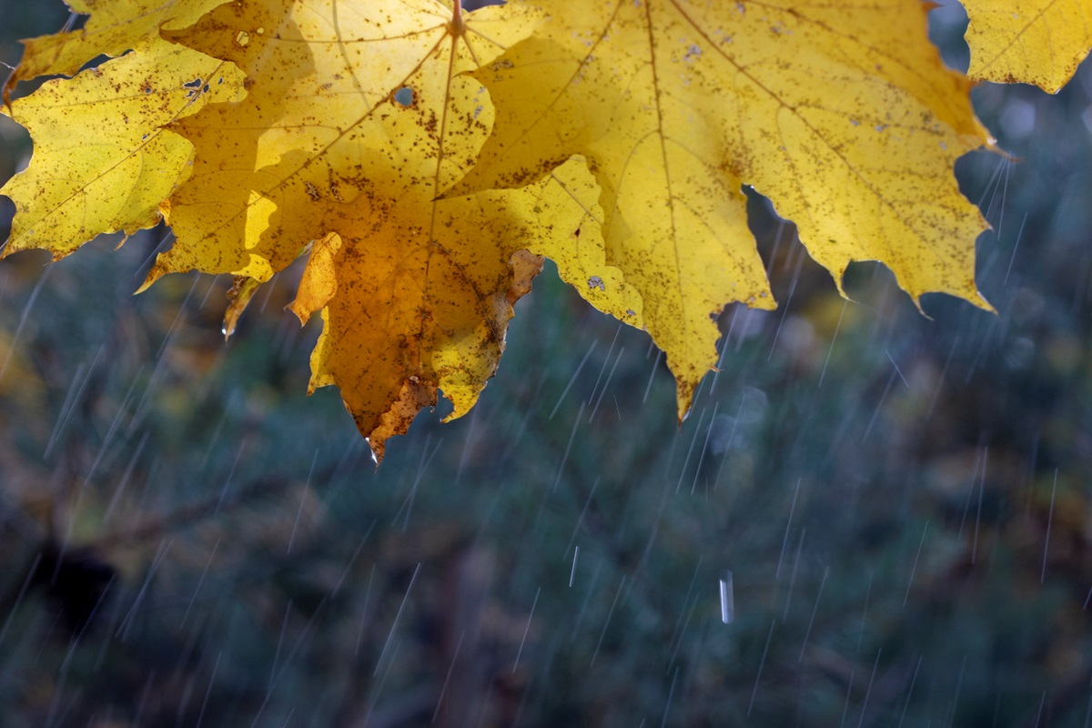 Дощі та тумани: прогноз погоди на початок тижня