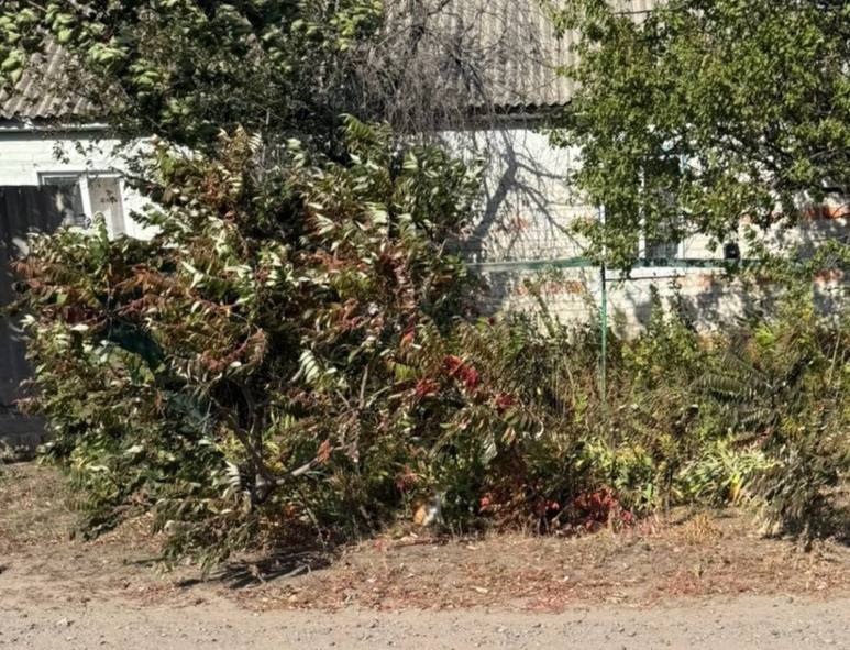 Росіяни вбили жительку Харківщини