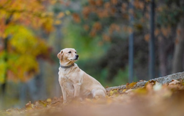 Вихідні в Україні будуть сухими та теплими