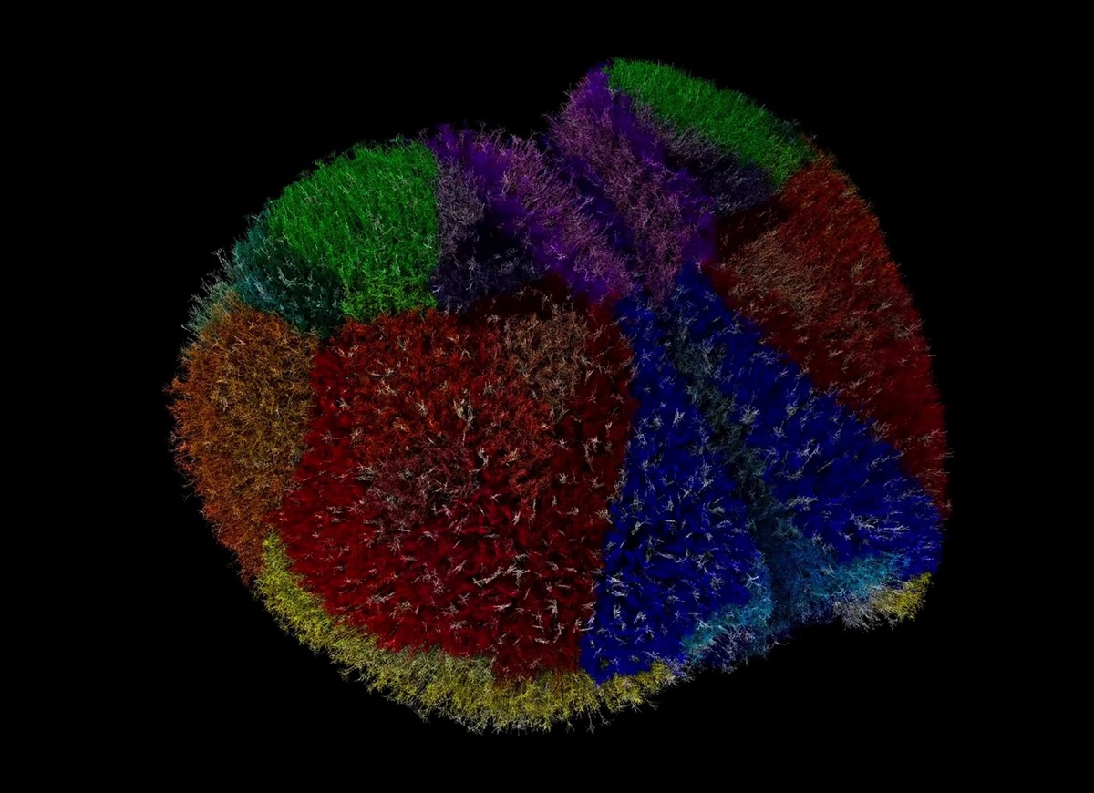 Суперкомп’ютер створив найреалістичніший віртуальний мозок у світі