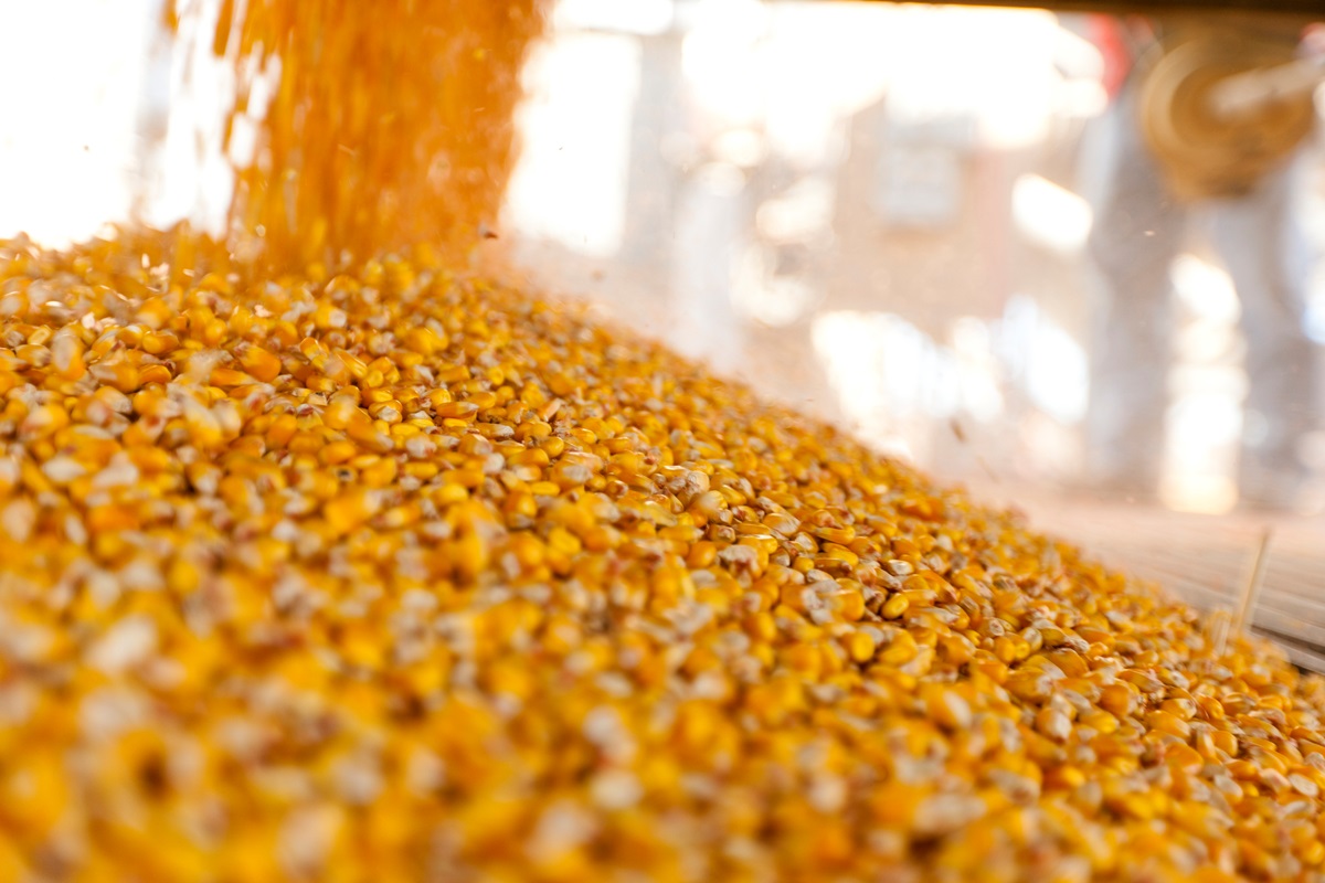 Україна завершує жнива: результати за 2025 рік та прогнози на 2026-й