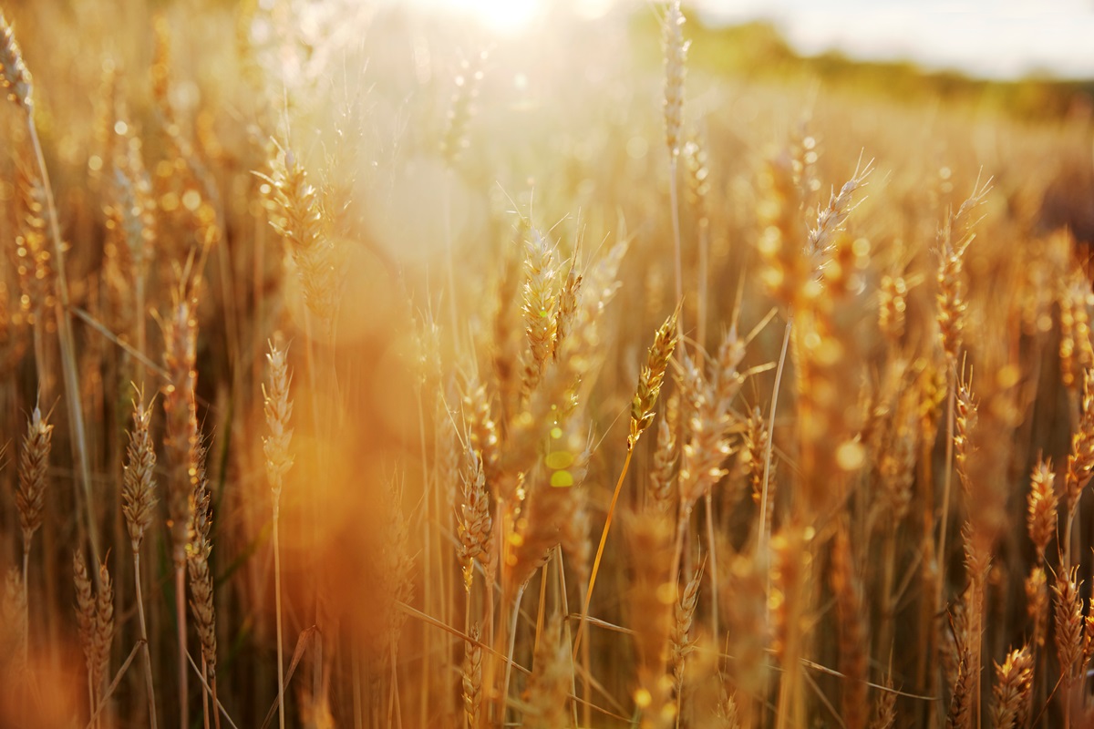 В Україні прогнозують збільшення врожаю на 6%