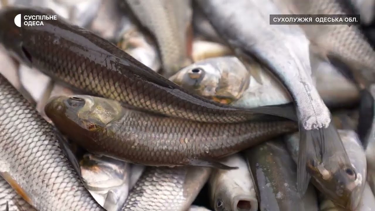 Короп, товстолоб та білий амур – на Одещині зарибили Дністровський лиман