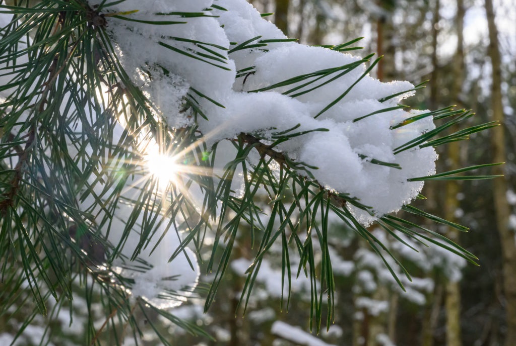 Сніг та нічні морози: якої погоди слід очікувати на вихідних