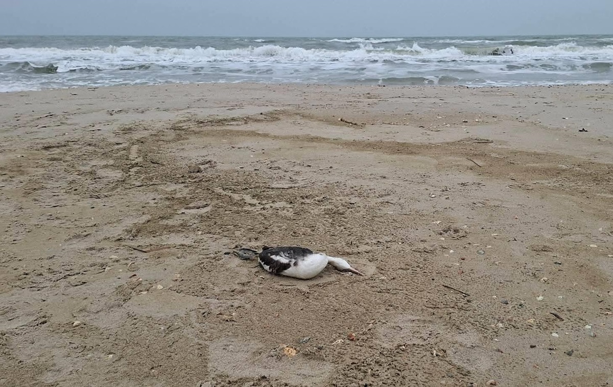 Розлив олії під Одесою призвів до загибелі понад 1000 птахів – еколог