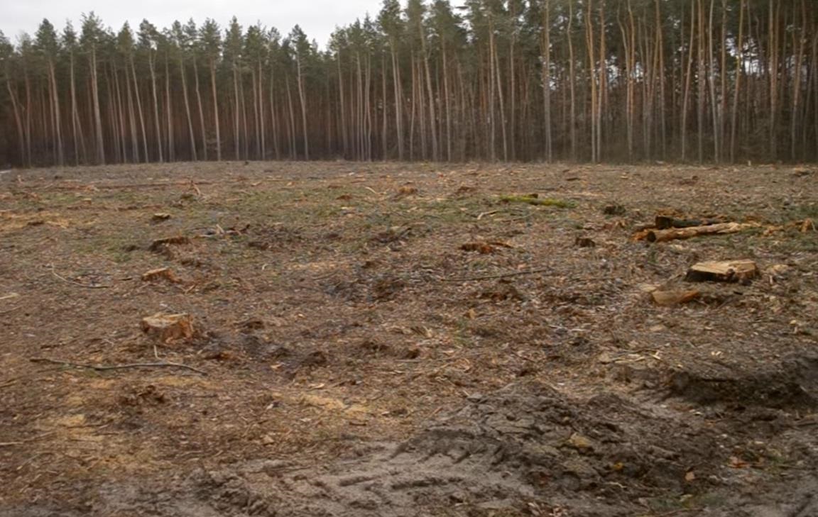 Збитки на 546 млн грн: ДБР викрило за рік сотні злочинів в лісовій галузі