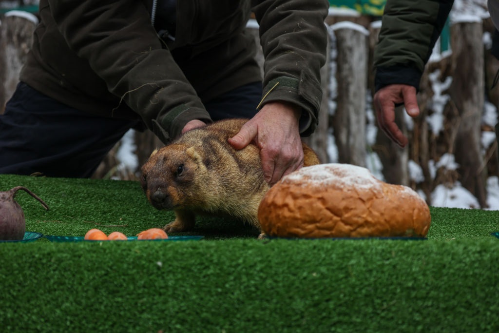 Бабак Тимко “спрогнозував” весну за шість тижнів