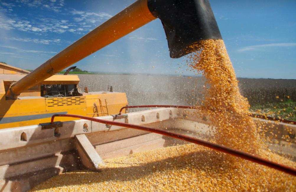 БЕБ запобігло незаконному експорту кукурудзи до Малайзії на 202 млн