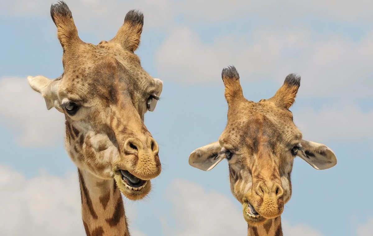 Названо сім видів тварин, які оплакують близьких