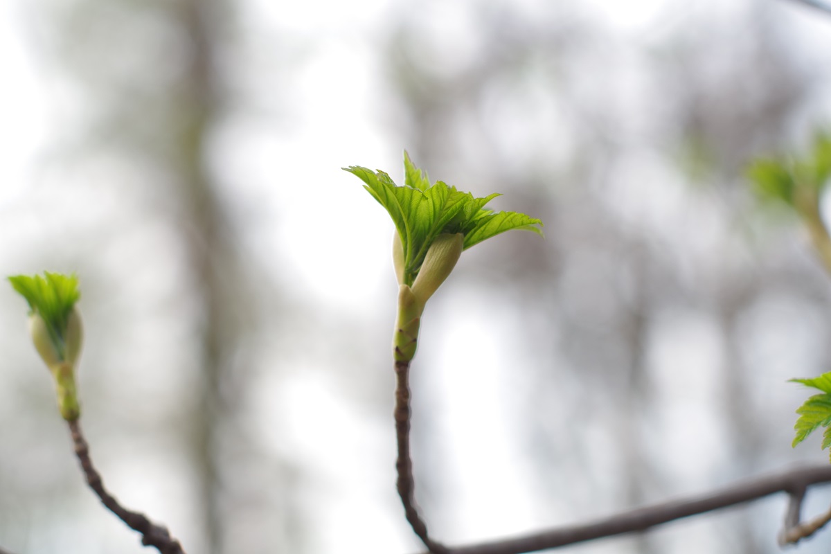 Потепління, місцями дощитиме: синоптики про погоду у найближчі дні