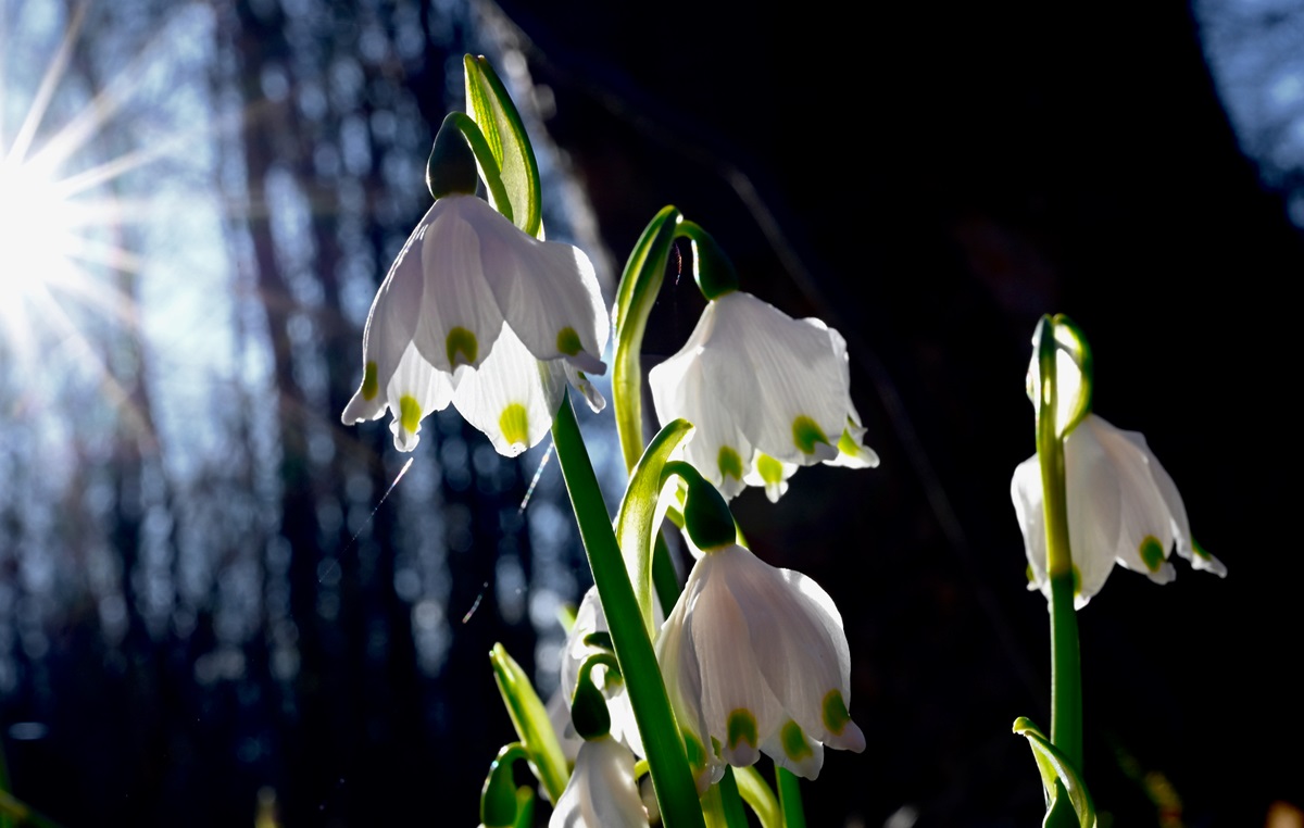 Прогріє до +15&deg;: якою буде погода на початку тижня