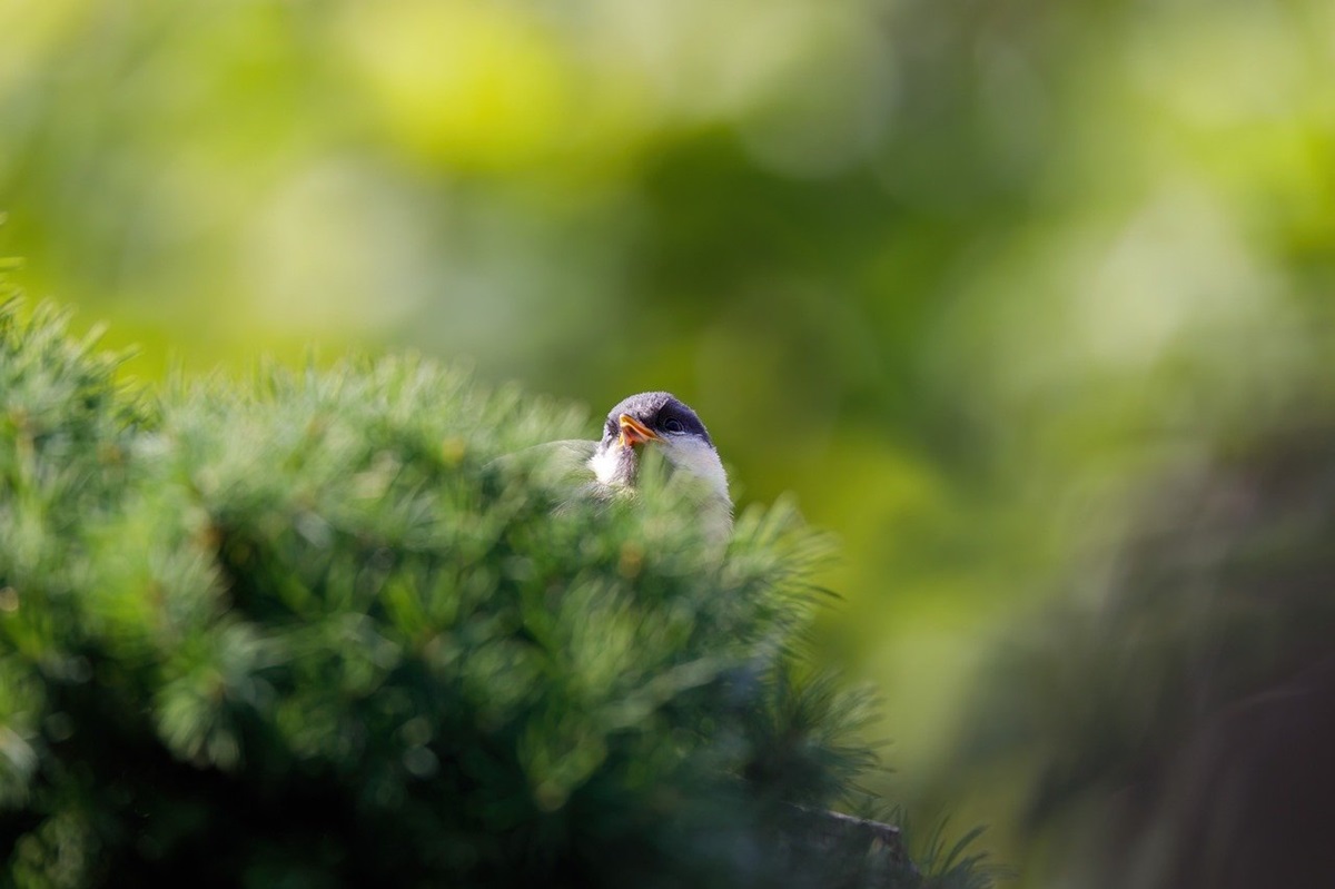 Свята 5 березня: загибель Шухевича, прем’єра Лебединого озера та інші події