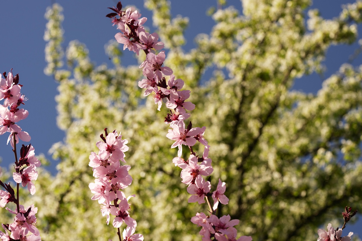 До половини врожаю кісточкових втрачено – Укргідрометцентр