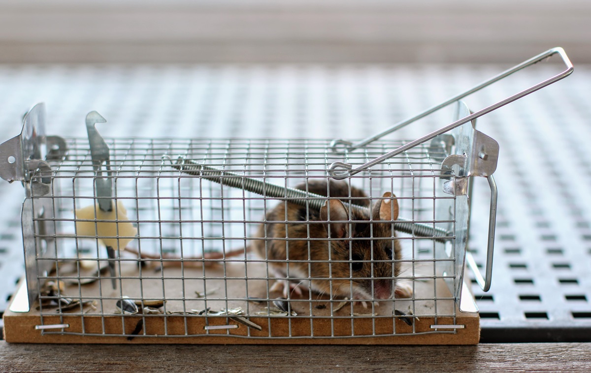 Миша перехитрила господаря і втекла з пасткою: курйозні кадри