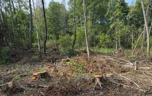 На Львівщині незаконно зрубали 19 тисяч дерева на 103 млн