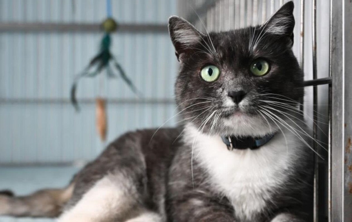 У Львові в тестовому режимі запрацював Банк крові для котів