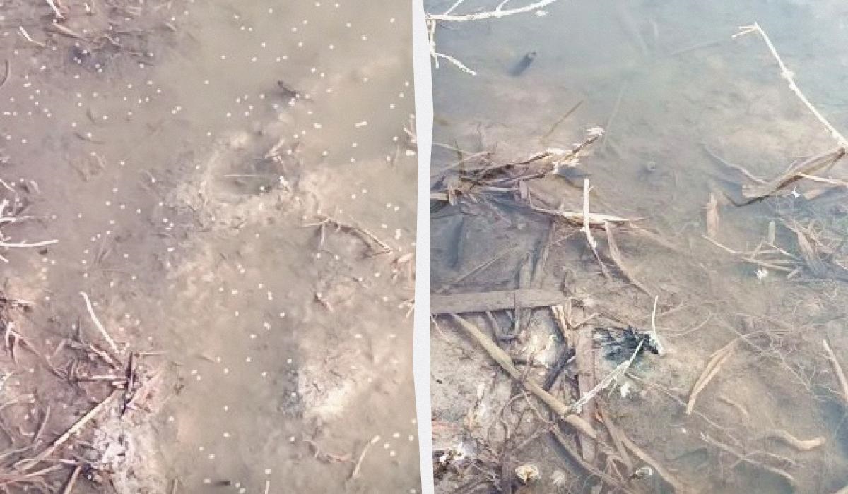 В Одеській області зафіксовано мільярди комарів