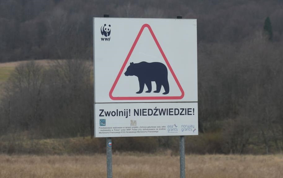 В Польщі на кордоні з Україну ведмідь загриз жінку