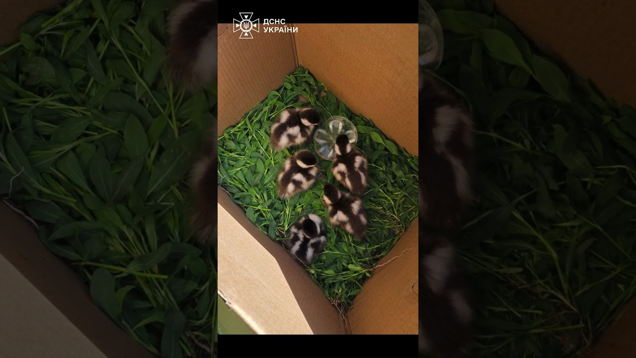 5 пухнастих екстремалів нарешті знайшли маму 🦆❤️