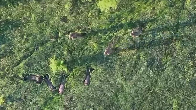 Прикордонники за допомогою БПЛА взяли у полон чотирьох військових РФ