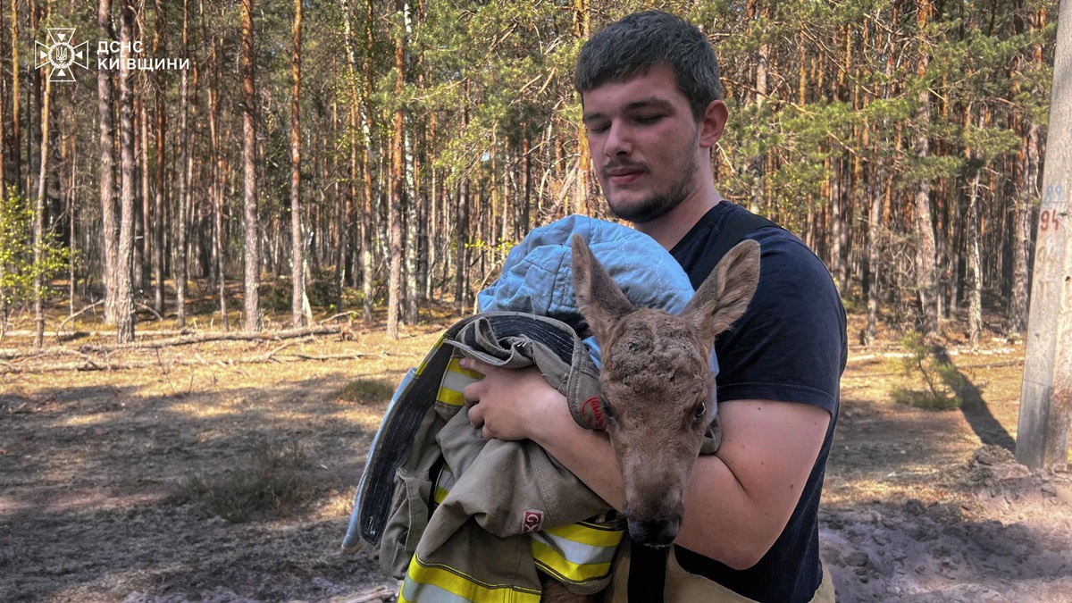 Зі спаленого Чорнобильского лісу врятували лосеня