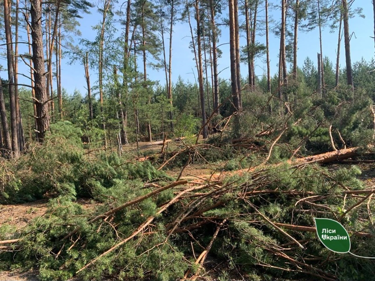Бурелом знищив понад 400 гектарів лісу на Рівненщині та Волині