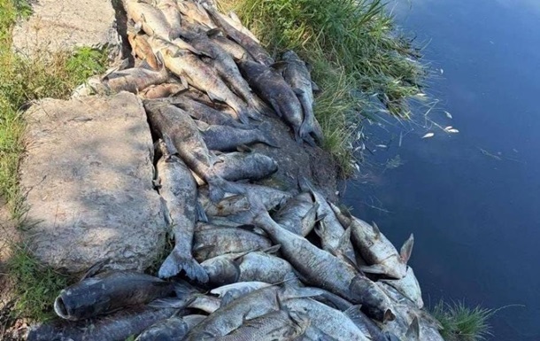 Загибель трьох тонн риби на Київщині: фахівці з’ясували стан води